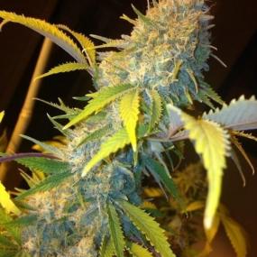 Northern Lights Express AUTO Feminised Seeds