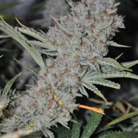 Sweet Tooth Express AUTO Feminised Seeds