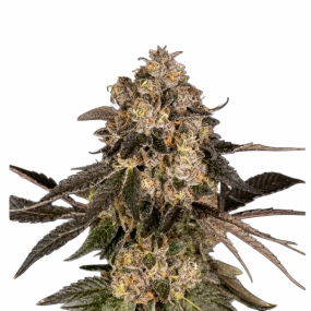 cbd-critical-mass-feminised-seeds