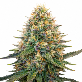 good-shit-auto-flowering-seeds