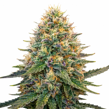 good-shit-auto-flowering-seeds