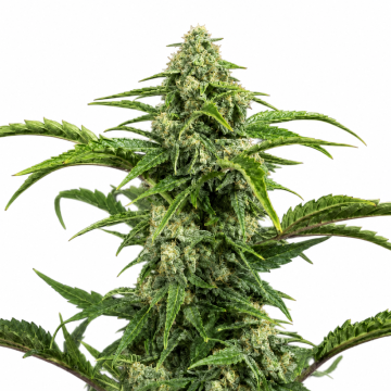 harlequin-cbd-feminised-seeds